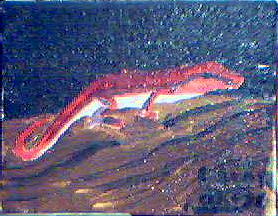 a-lizard-in_crimson.jpg