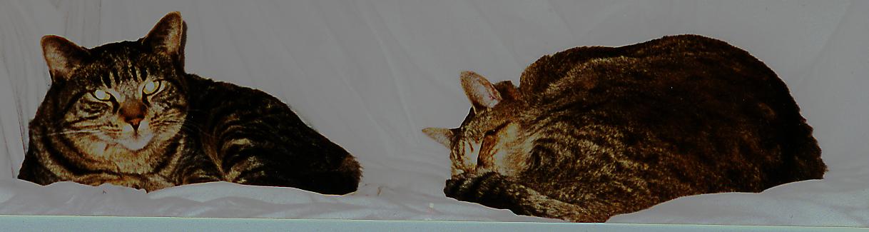 baby_and_big_cat.jpg