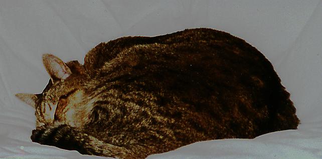 big_cat.jpg